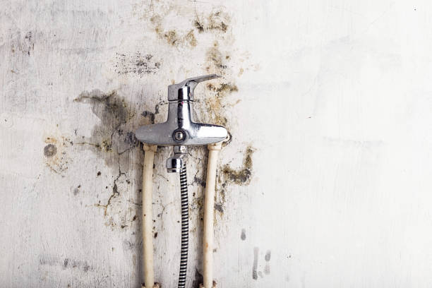 Best Emergency Mold Removal  in Collierville, TN