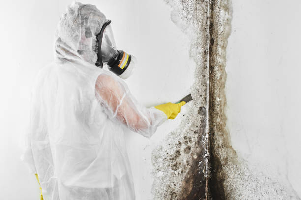 Best Commercial Mold Removal  in Collierville, TN