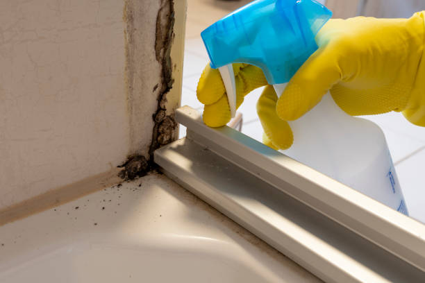 Best Mold Cleaning Services  in Collierville, TN