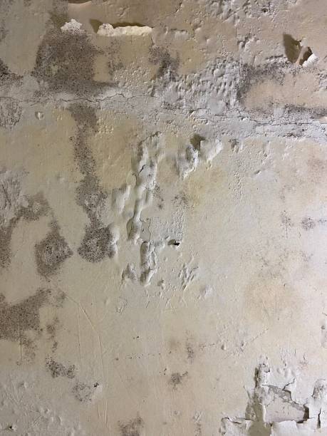 Best Local Mold Removal Service  in Collierville, TN