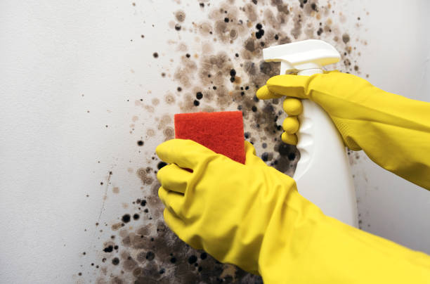 Best Mold Damage Repair  in Collierville, TN