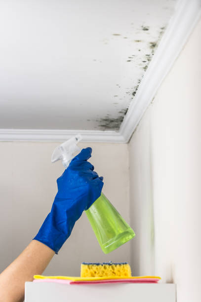 Professional Mold Removal in Collierville, TN